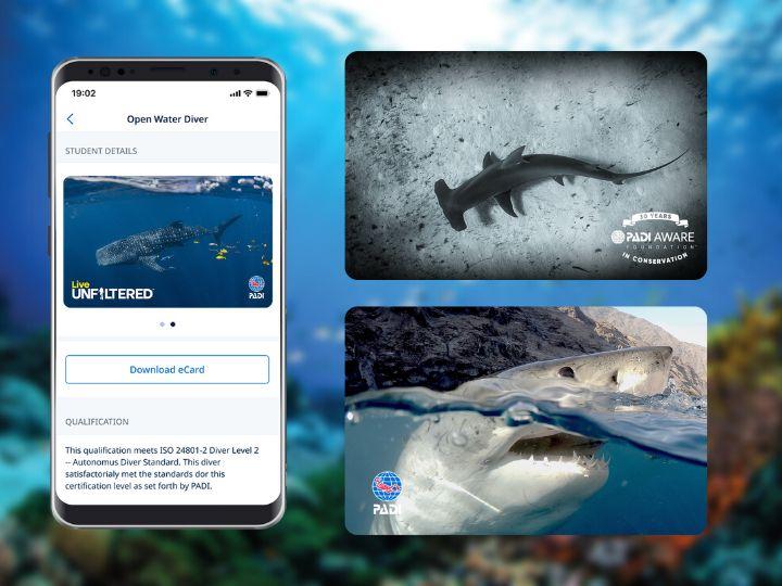 shark certification cards